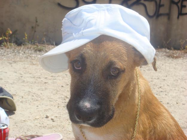 REGALO LABRADOR CRUZADO CON BOXER DE 8 MESES