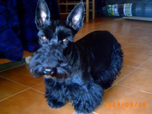 scottish terrier