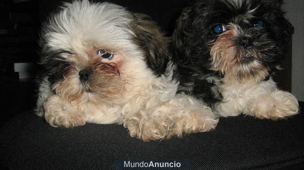 venta de shih-tzu oportunidad