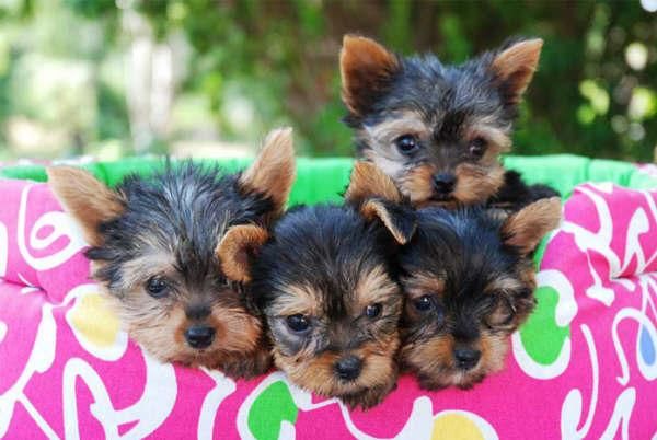 Yorkshire, cachorros muy economicos