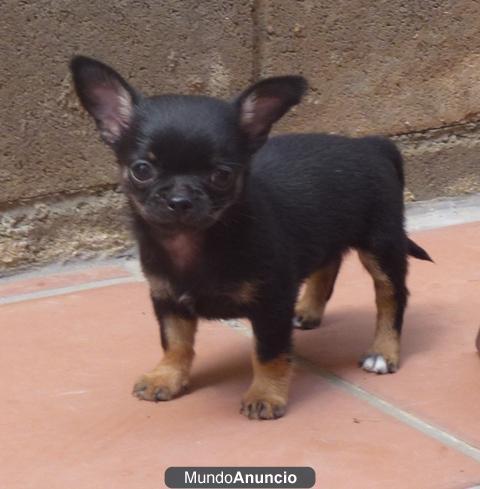 Chihuahua hembra, línea inglesa, promesa show. Pedigree