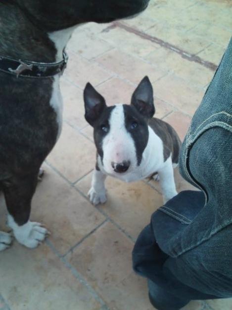 BULL TERRIER cachorros