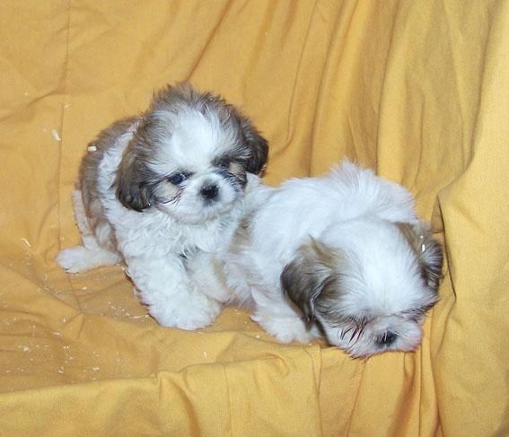 CACHORRITOS DE SHIH TZU - PRECIOSOS EJEMPLARES DE COLOR CANELA Y BLANCO