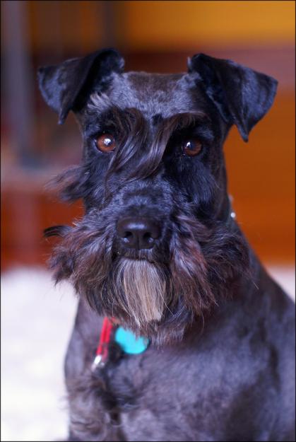 Cachorros Schnauzer miniatura negro excelente pedigree