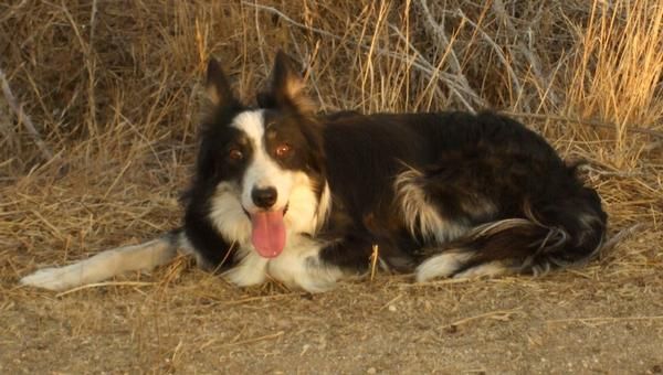 Hembra adulta Border Collie