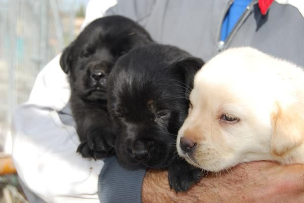 los mejores perros para niños LABRADOR CON PEDIGREE LOE 360 EUROS