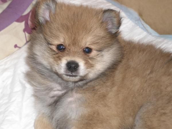 pomeranias 200 euros