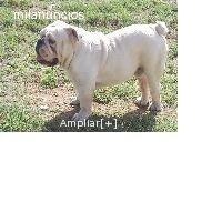 semental bulldog ingles