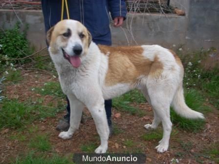 ---ADOPTA A TU MASCOTA: Labradores, Grifón, Pastor Alemán, Foxterrier