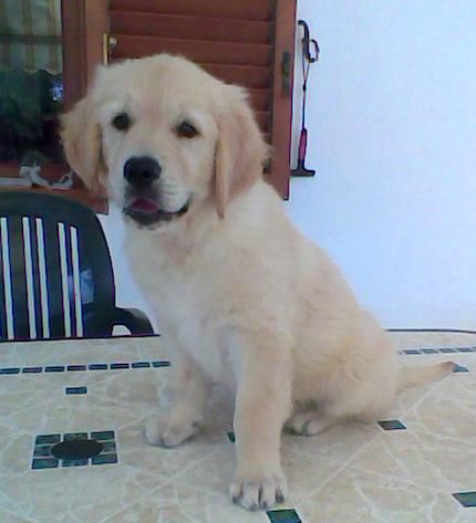 Cachorra Golden Retriver con  LOE