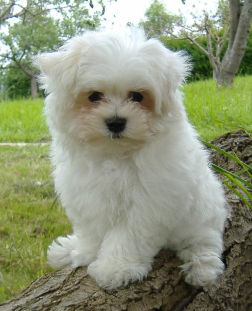 Cachorros Bichon Maltes pura raza