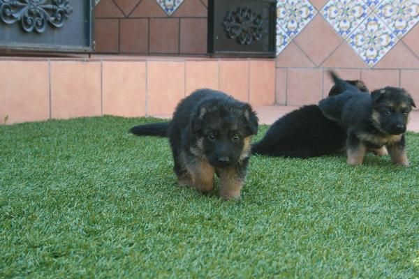 cachorros de pastor aleman 250,preciosos