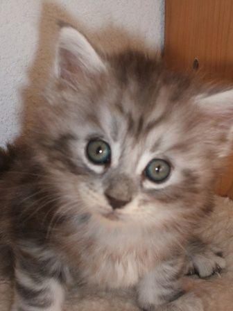 gatitos maine coon hijos de campeones