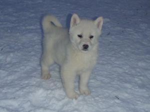 Husky  Siberiano.....