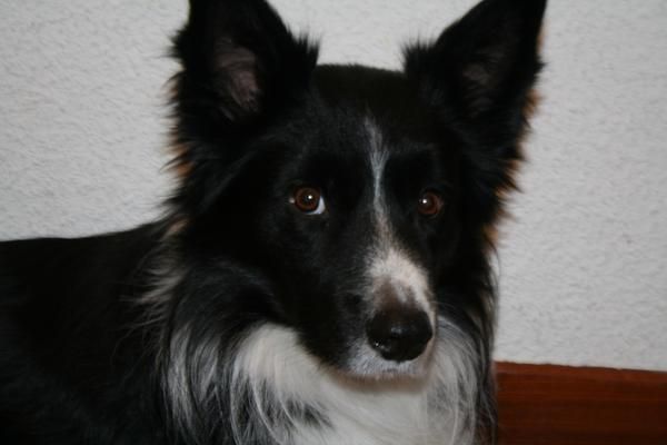 monta de border collie