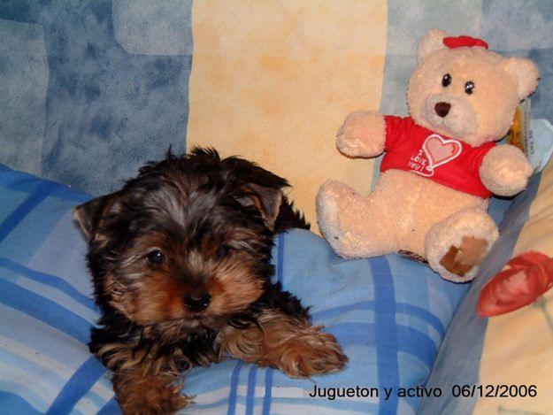 Se ofrece yorkshire terrier enano para montas