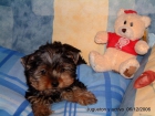 Se ofrece yorkshire terrier enano para montas - mejor precio | unprecio.es