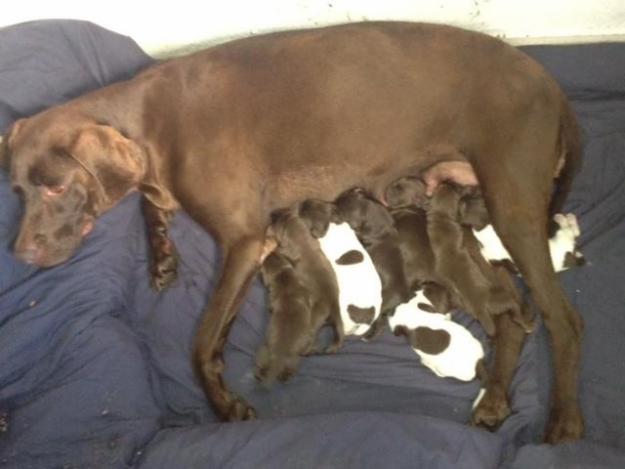 Se venden Cachorros de Braco Áleman