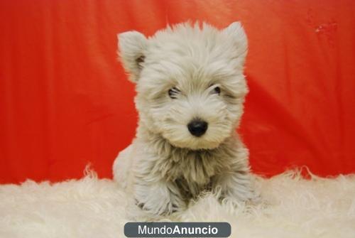 Westy Nueva camada en madrid Cachorros con 2 meses