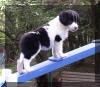 cachorros de border collie de buen hogar