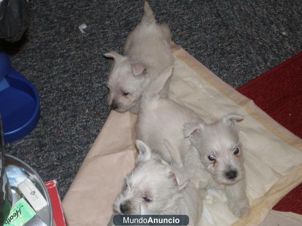 CACHORROS WESTIE dulces para la Navidad