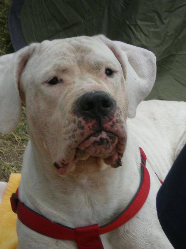 Dogo argentino para montas