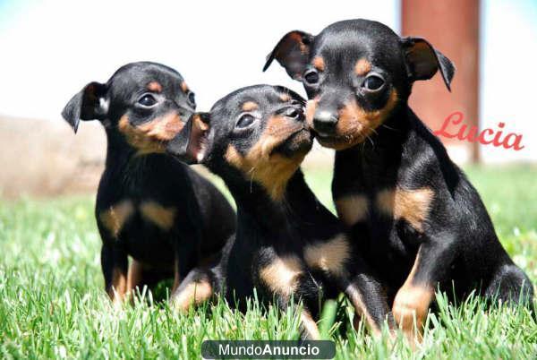 Economicos  Mini Pincher Cachorros Pura raza