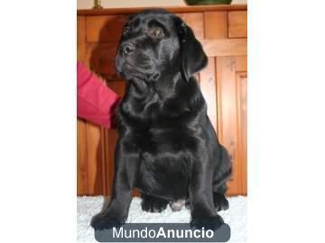 Labrador cachorros amarillos, negros y chocolates de exc calidad.