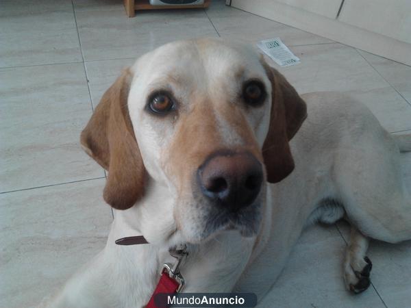 labrador en adopcion