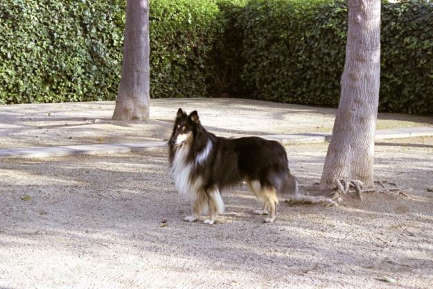 perro rough collie busca novia