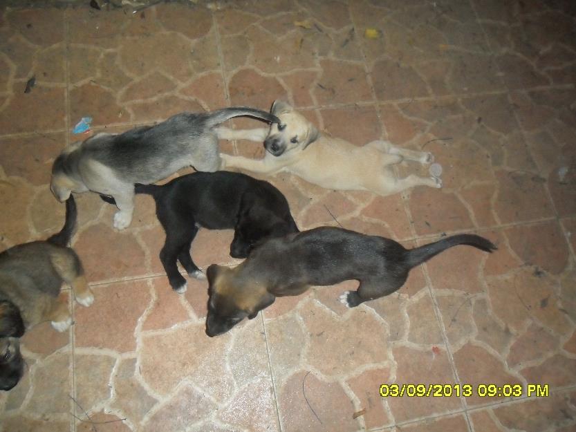 regalo cachorros de 2 meses