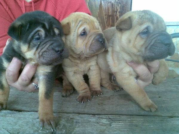 Shar pei - cachorros