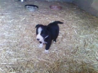 ultimo cachorro de border collie