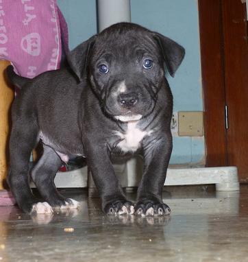 Vendo perrito ptbull blue nose