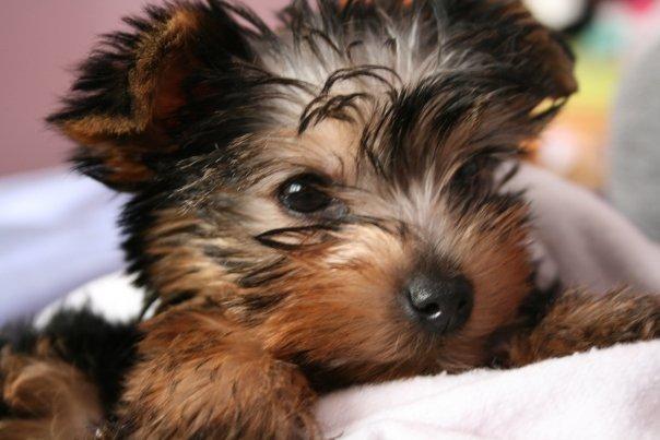 Cachorritos yorkshire terrier pura raza excelente linea en mallorca