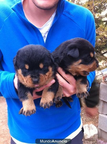 Cachorros Rottweiler en oferta!!!