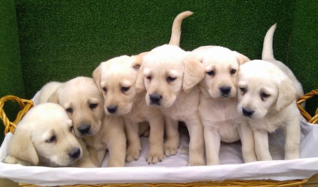 EXCELENTES CACHORROS LABRADOR RETRIEVER,190€