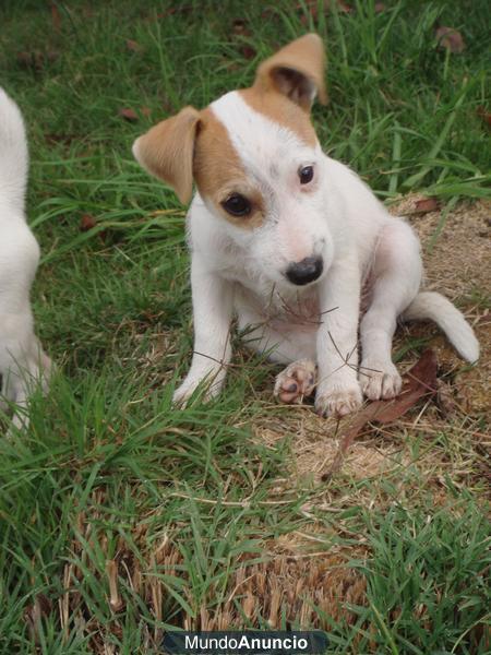 jack russell terrier