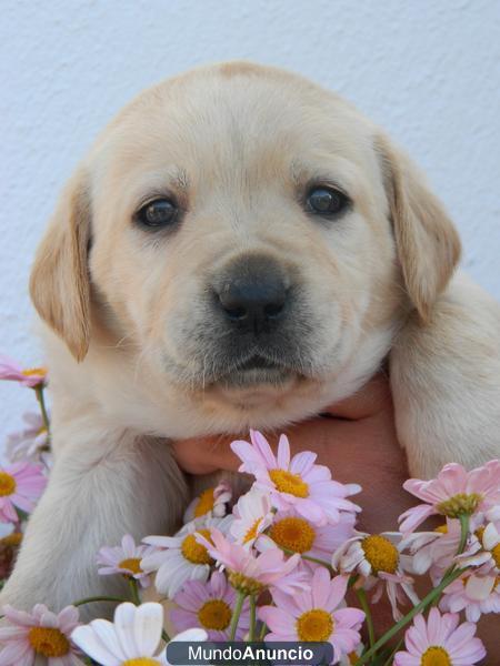 LAbrador 55 dias canela BUEN PRECIO