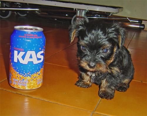 SE VENDEN 3 YORKSHIRE TERRIER CACHORROS. Galicia