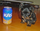 SE VENDEN 3 YORKSHIRE TERRIER CACHORROS. Galicia - mejor precio | unprecio.es