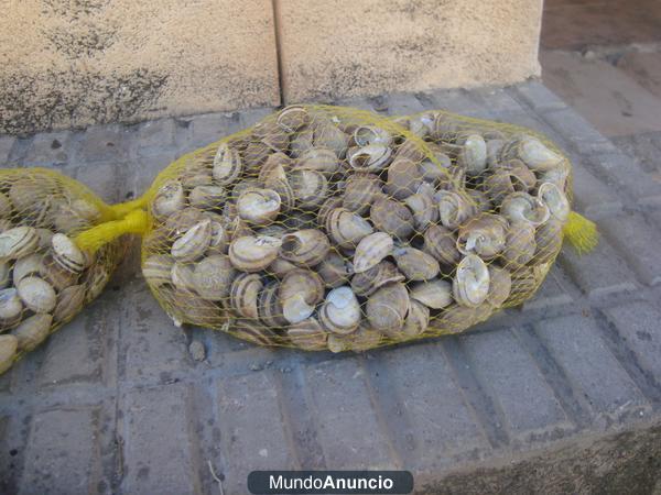 se venden serranos blancos y morenos todos los tamaños vegabaja 1 euro la docena varios montes cholas galapateros y barb