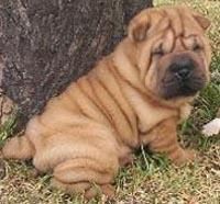 Shar-pei,excelentes cachorros