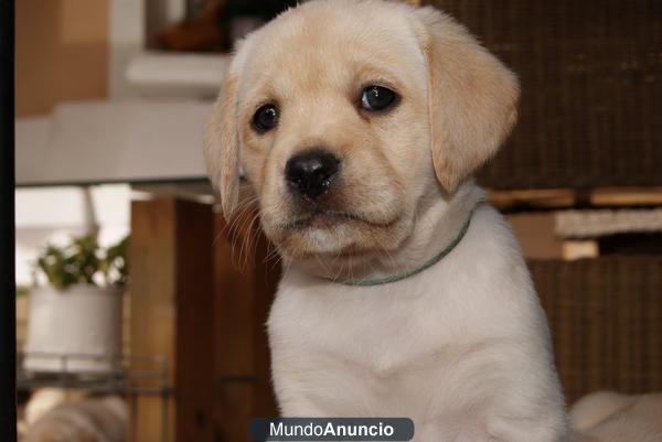 Vendo Preciosa hembra de labrador