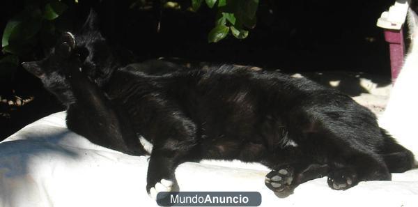 HUGO – GATO EN ADOPCIÓN (lo abandonaron)