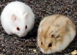 Adopto hamsters