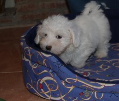 Bichon Maltes ,cachorros increibles ¡Pura Raza