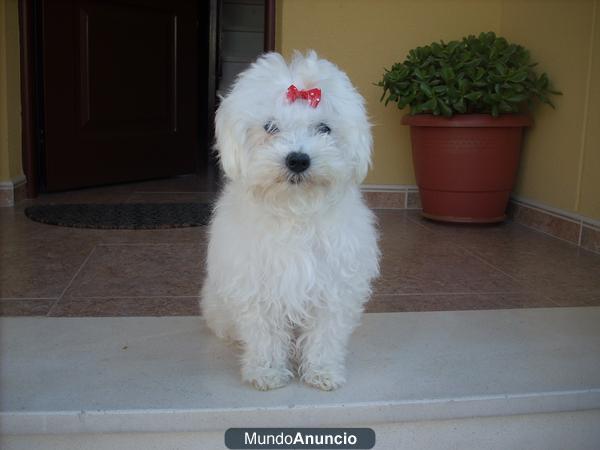 BICHON MALTES ,PRECIOSOS CACHORRITOS