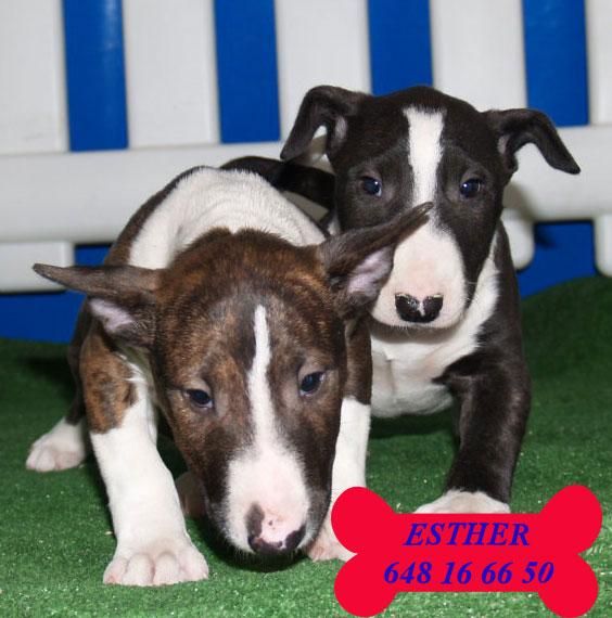 Bullterrier, arrugados y preciosos