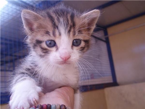 CACHORRITOS  DE GATOS DE VARIAS CAMADAS BUSCAN HOGAR